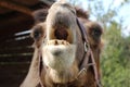 Laughing camel